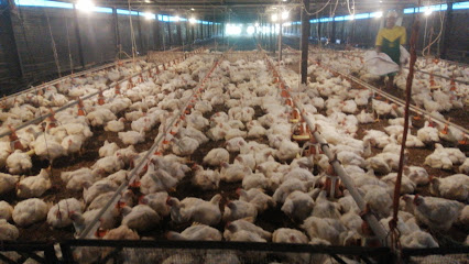 Potensi Desa: Peternakan Ayam Broiler