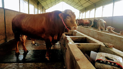 Potensi Peternakan Sapi Desa babakan jaya