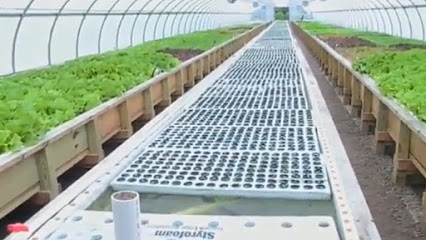 Potensi Pertanian Modern Melalui DG Farm Hydroponic